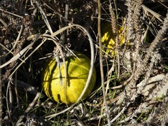 Cucurbita foetidissima