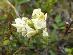 Pedicularis tuberosa