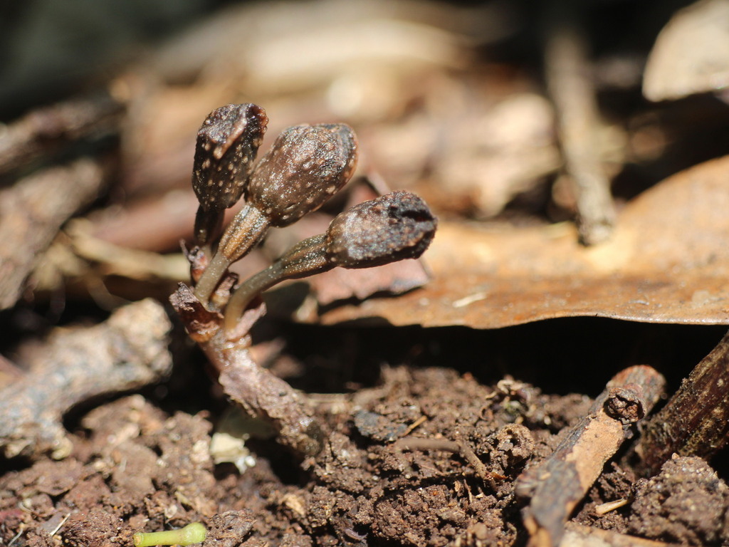 Gastrodia clausa