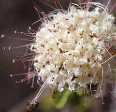 Ajugoideae