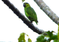 Graydidascalus brachyurus