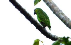 Graydidascalus brachyurus