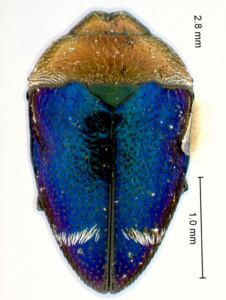 Pachyschelus fisheri