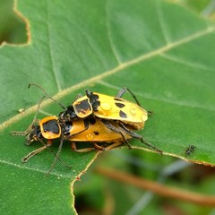 Chauliognathus flavipes