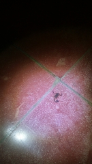 Centruroides limbatus