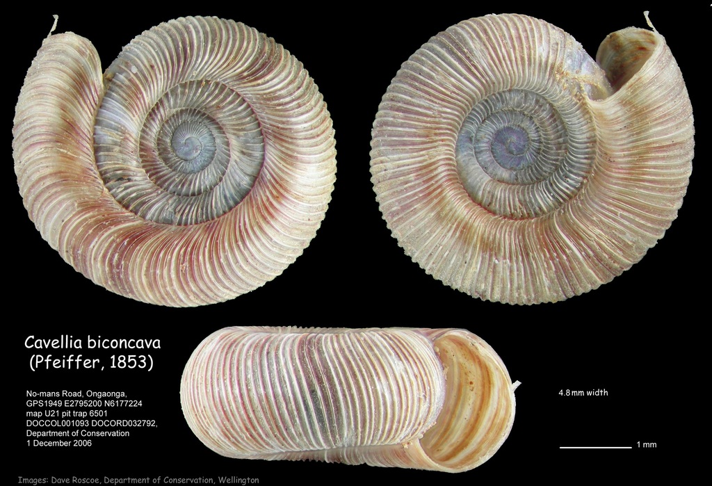 Cavellia biconcava