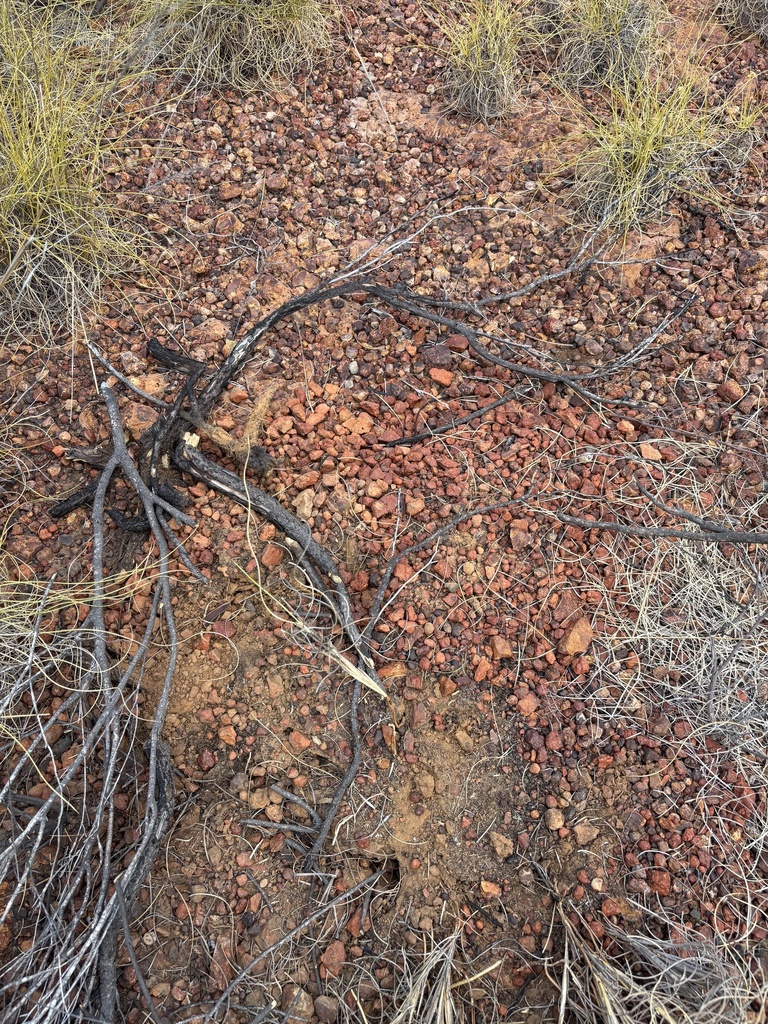 Central Pebble-Mound Pseudomys