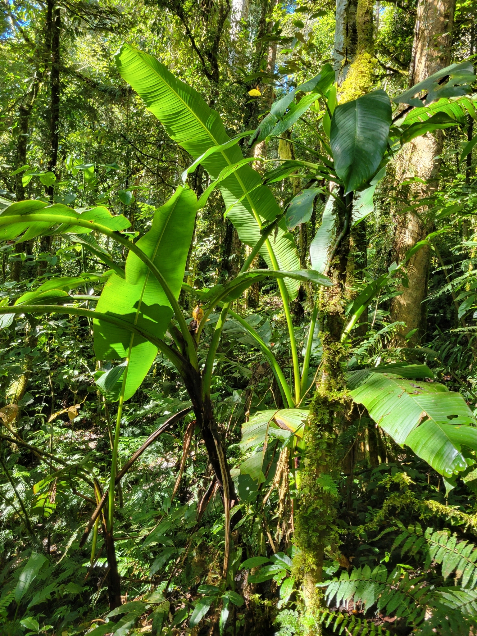 Musa arfakiana