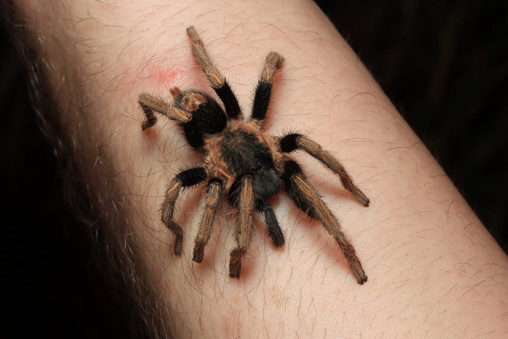 Mygale naine « Peruvian Dwarf Beauty » (Cyriocosmus bertae)