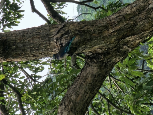 Indochinese Roller