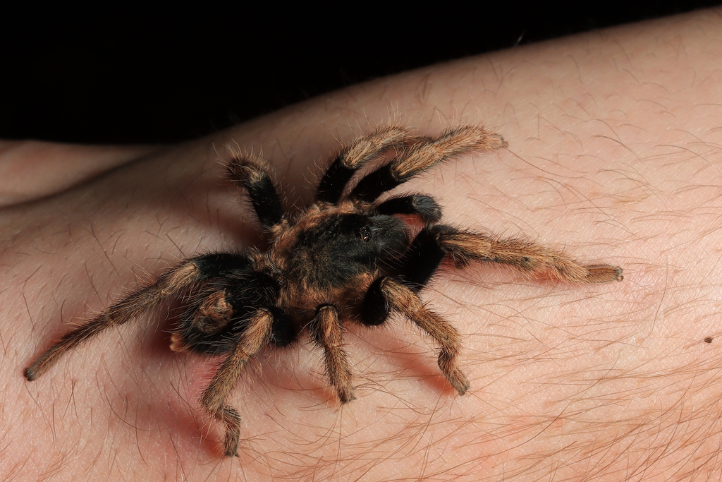 Mygale naine « Peruvian Dwarf Beauty » (Cyriocosmus bertae)