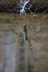 Nephila pilipes