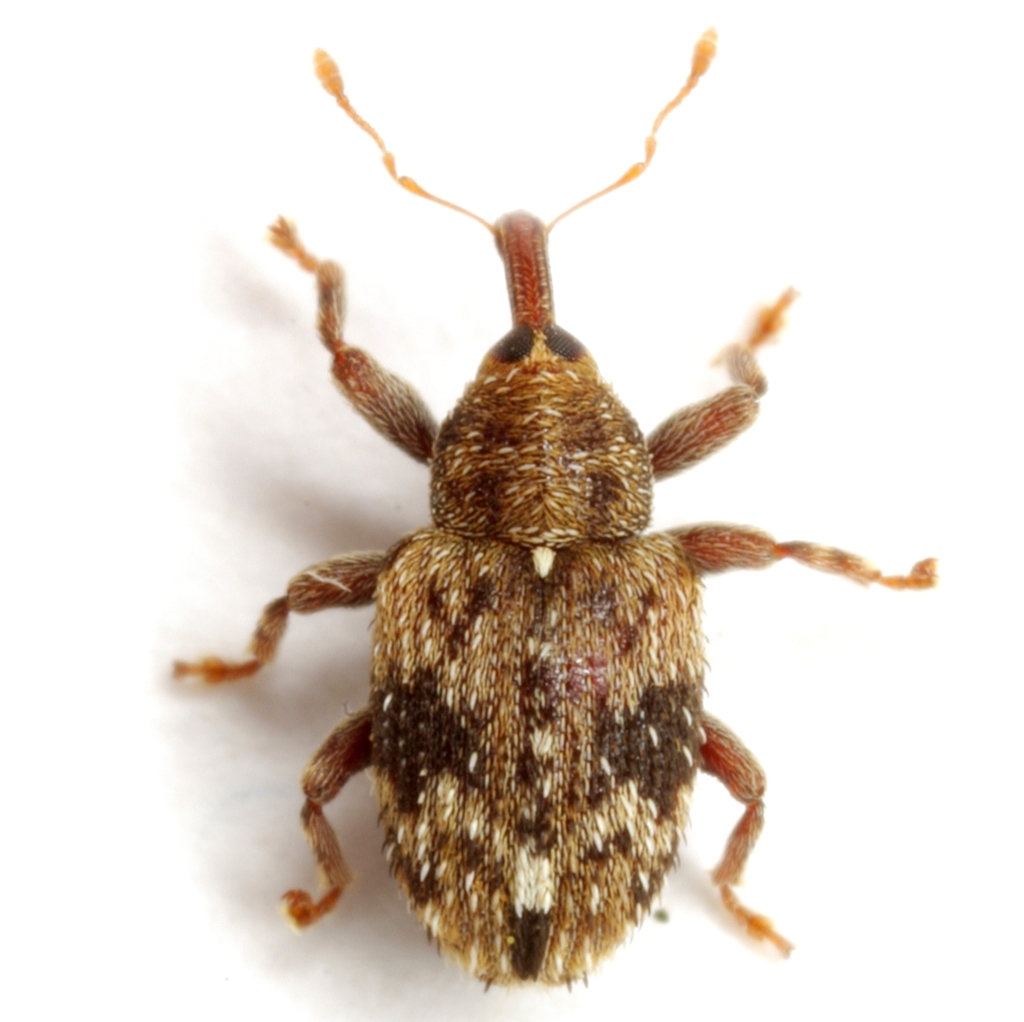 Tropical Versicolor Weevil