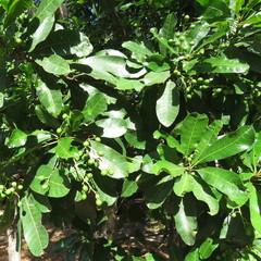 Buchanania arborescens
