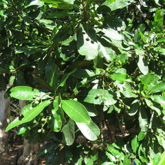 Buchanania arborescens