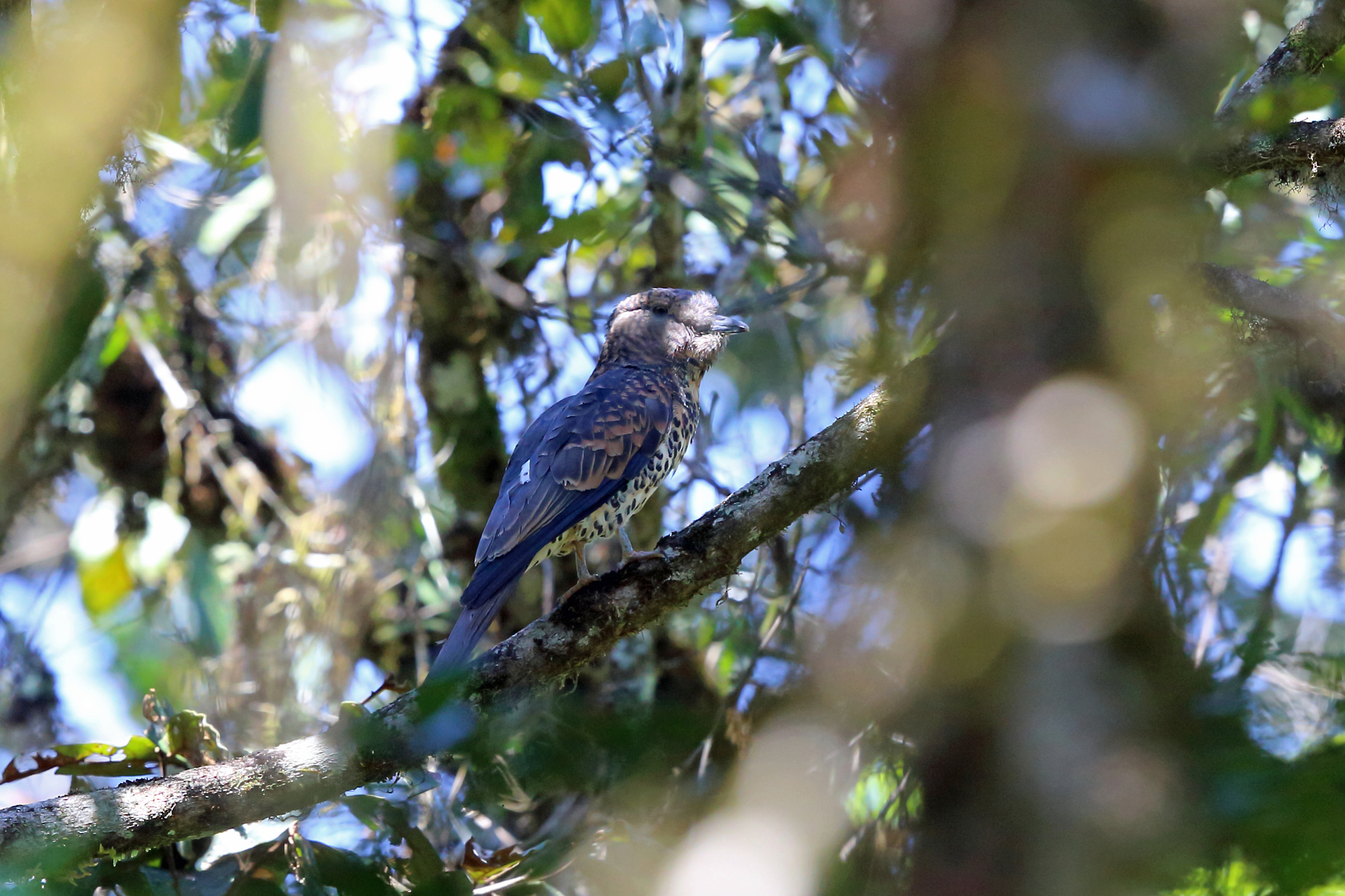 Cuckoo-roller illustration