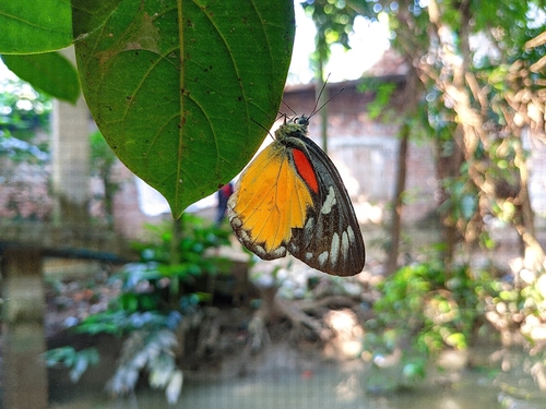 Red-spot Jezebel