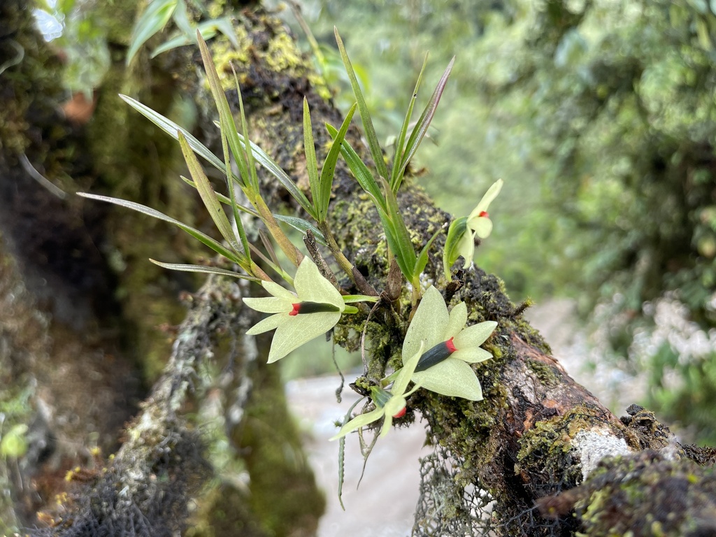Dendrobium sulphureum Schltr.