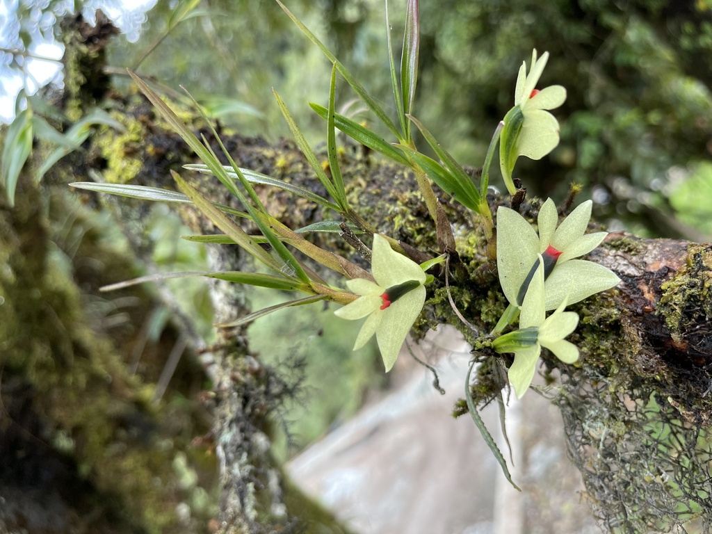 Dendrobium sulphureum Schltr. 2