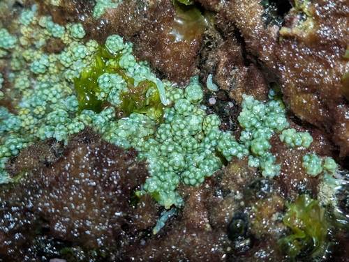Caulerpa racemosa observed 2025-10-16