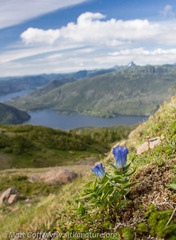 Gentiana platypetala