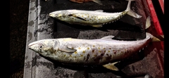 Scomberomorus maculatus
