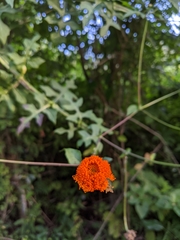 Verbesina lottiana