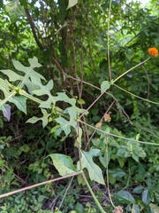 Verbesina lottiana