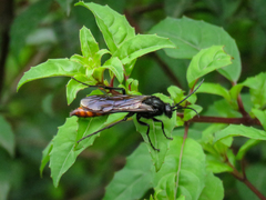 Elaphroptera