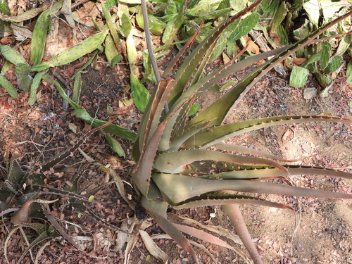 Aloe massawana