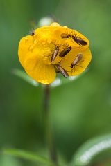 Micropterix calthella