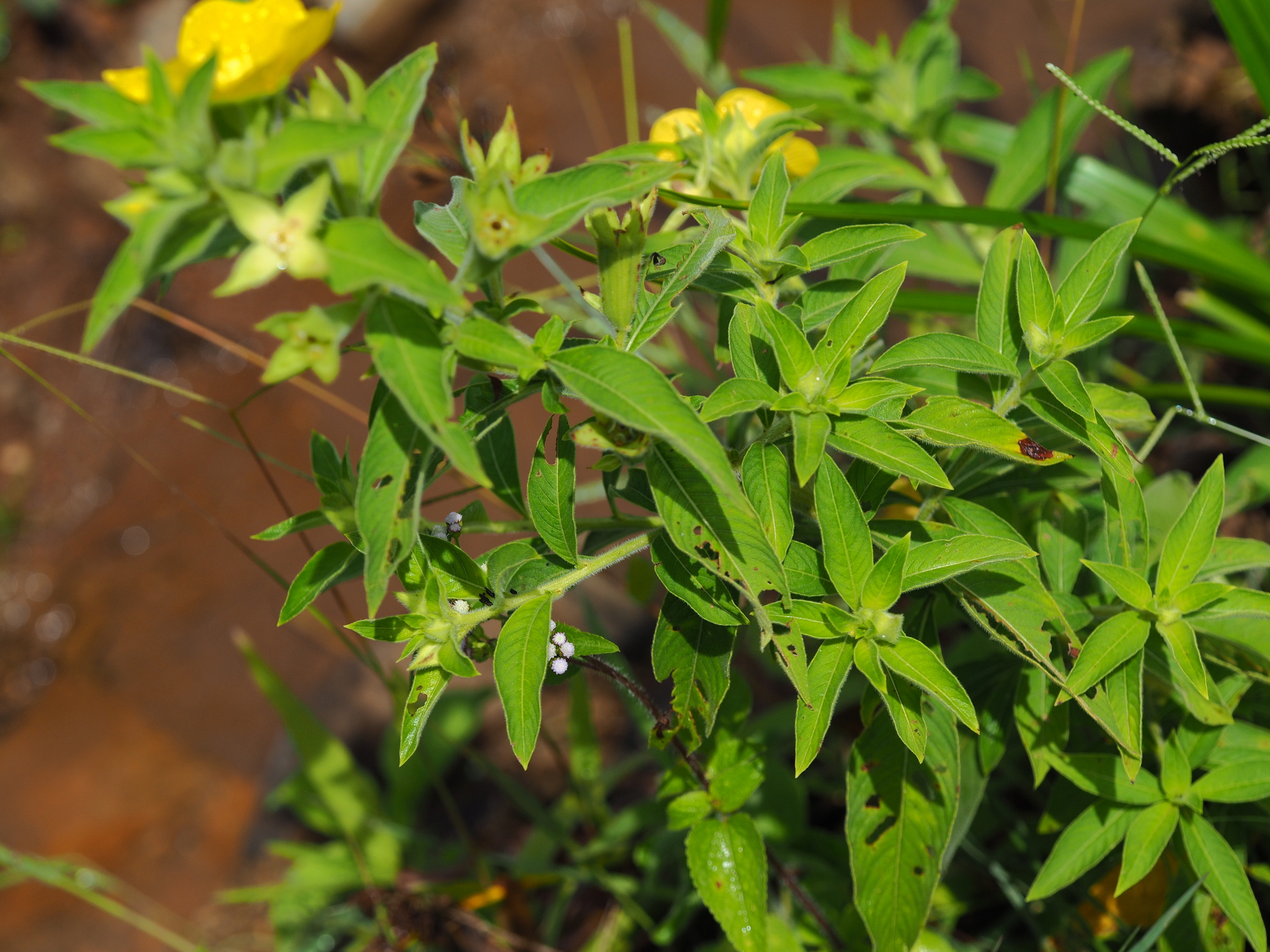 Ludwigia octovalvis — ảnh 3