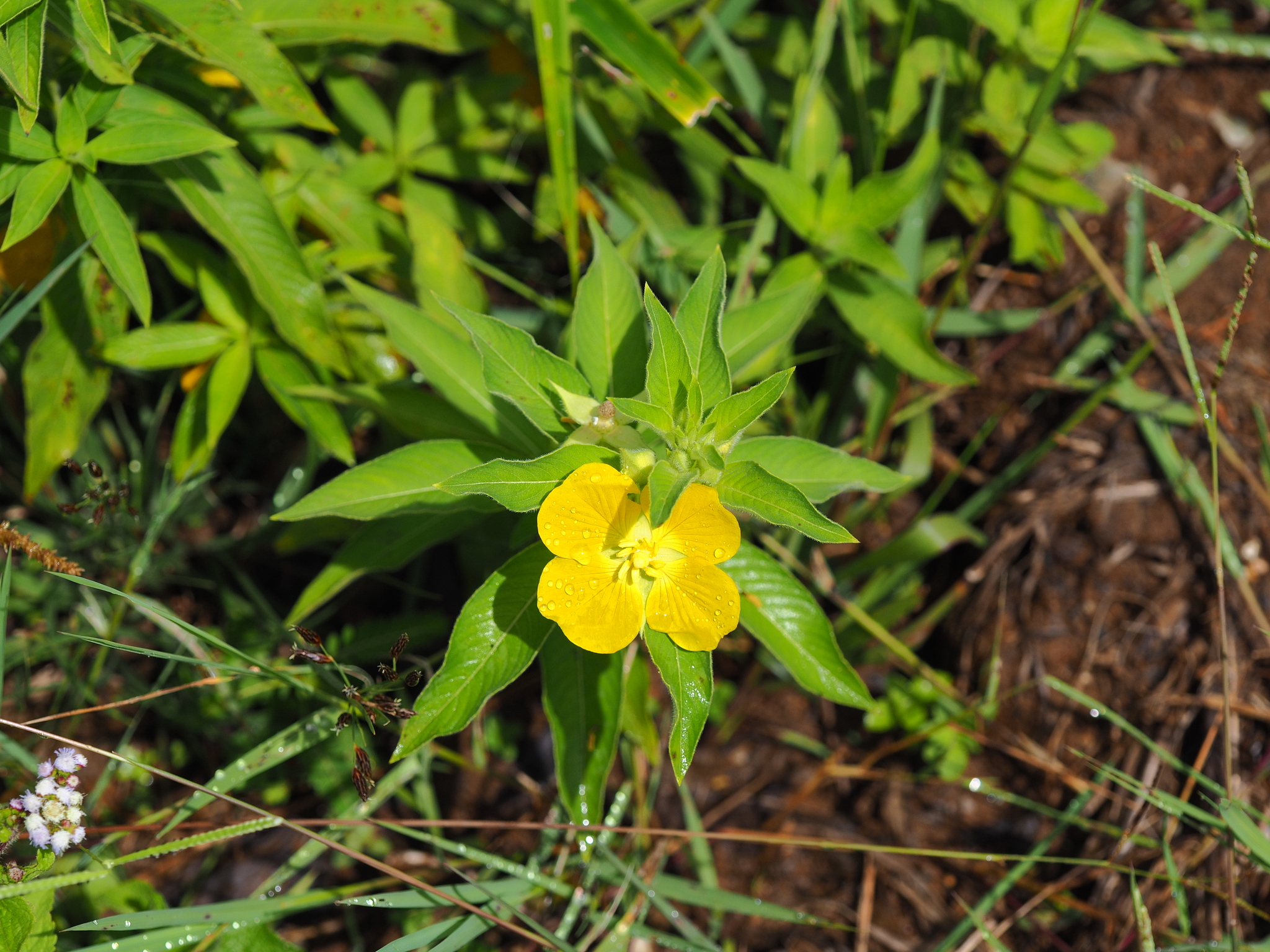 Ludwigia octovalvis — ảnh 2
