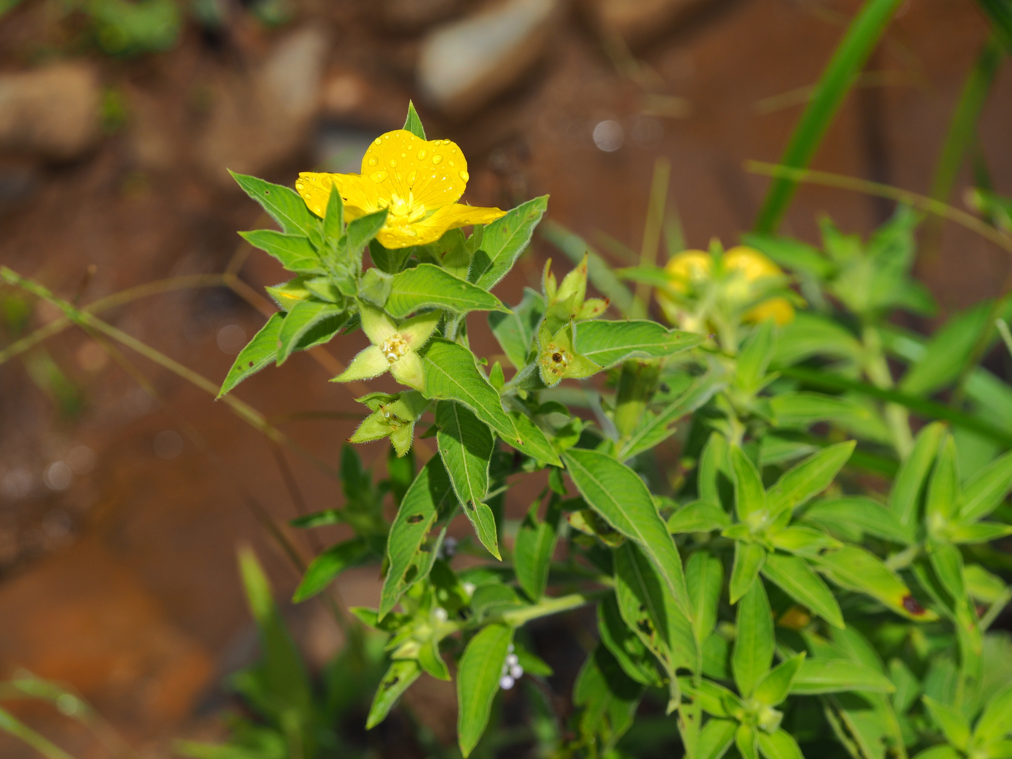 Ludwigia octovalvis (Ludwigia octovalvis)