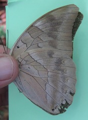 Archaeoprepona demophon centralis