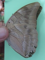 Archaeoprepona demophon centralis