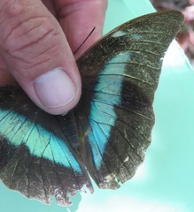 Archaeoprepona demophon centralis