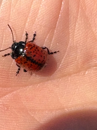 Chrysolina variolosa