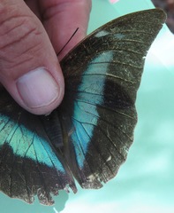 Archaeoprepona demophon centralis