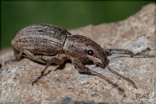 Naupactus purpureoviolaceus