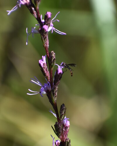 Unknown species found near Wagener Terrace, Charleston, SC 29403, USA