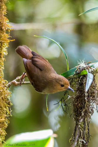 Large Scrubwren (Sericornis nouhuysi)