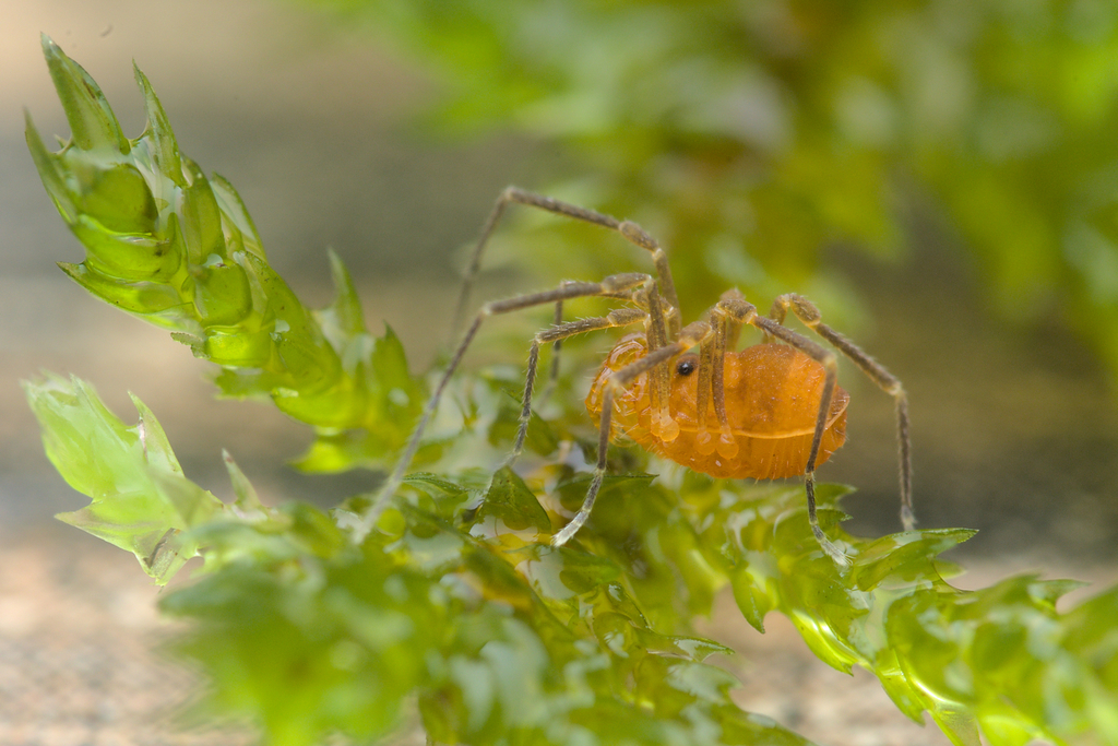 Peltonychia clavigera