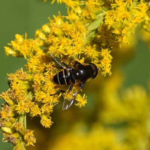 Unknown species found near Wagener Terrace, Charleston, SC 29403, USA
