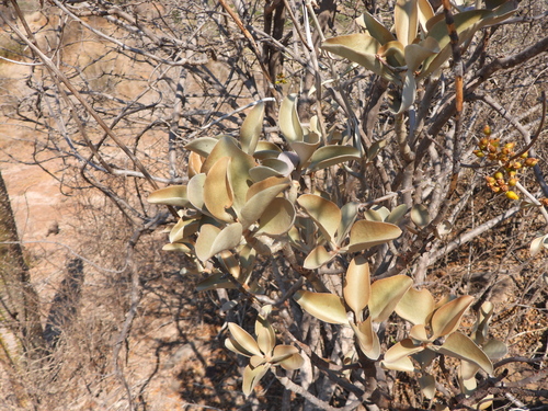 Kalanchoe orgyalis, photograph 1