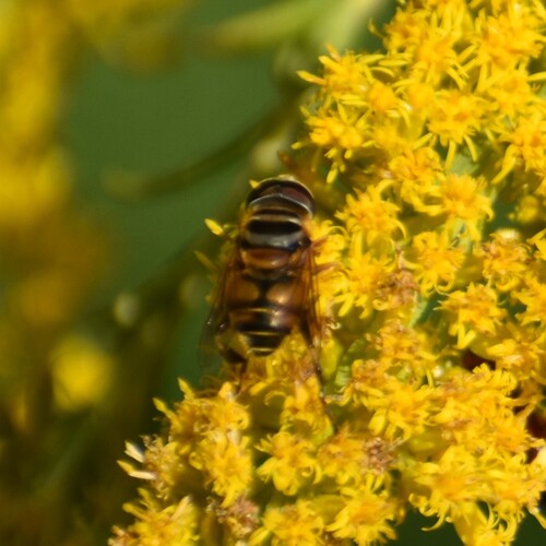 Unknown species found near Wagener Terrace, Charleston, SC 29403, USA