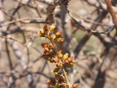 Kalanchoe orgyalis, photograph (c) amantedarmanin, some rights reserved (CC BY)