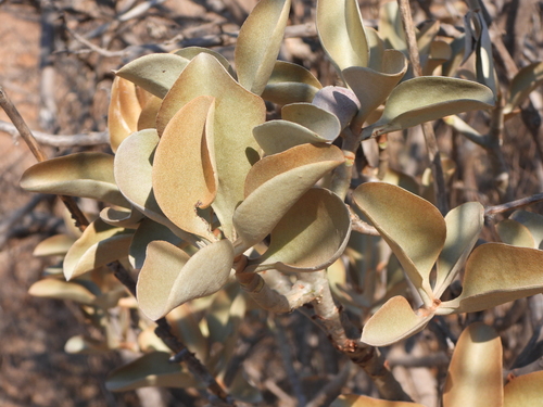 Copper Spoons (Kalanchoe orgyalis)