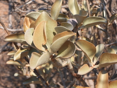 Kalanchoe orgyalis
