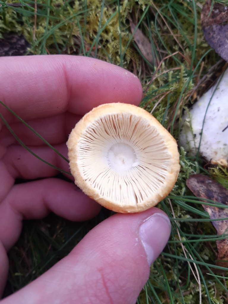 Amanita xanthocephala · October 2025 · photo: © georgecox (iNaturalist, cc0)